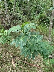 Senna pendula glabrata