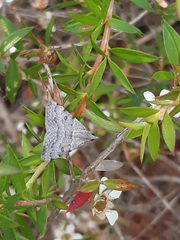 Dichromodes indicataria