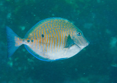 Prionurus maculatus
