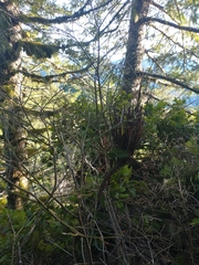 Calyptospora columnaris