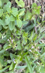 Clinopodium brownei
