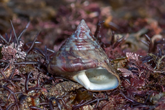 Calliostoma zizyphinum