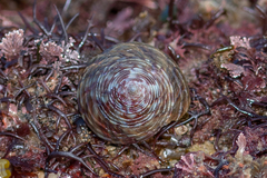 Calliostoma zizyphinum