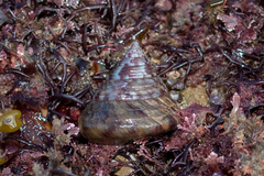 Calliostoma zizyphinum