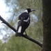 Eastern Black-backed Magpie - Photo (c) andrewpavlov, some rights reserved (CC BY-NC), uploaded by andrewpavlov