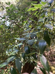 Atherosperma moschatum