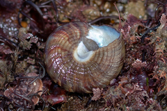 Calliostoma zizyphinum