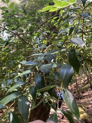 Atherosperma moschatum
