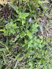 Torenia crustacea