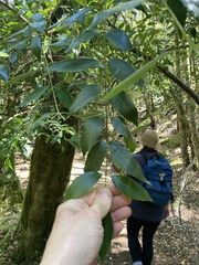Atherosperma moschatum