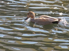 Mareca strepera strepera