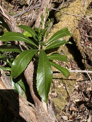 Anopterus glandulosus