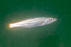 Dinolestes lewini
