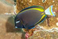 Acanthurus nigricans