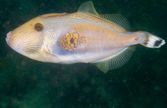 Meuschenia freycineti
