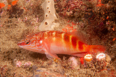 Hypoplectrodes maccullochi