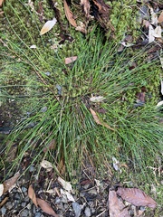Isolepis cernua