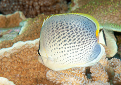Chaetodon guttatissimus