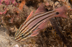 Ostorhinchus limenus