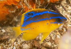 Mecaenichthys immaculatus