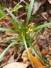 Apostasia wallichii
