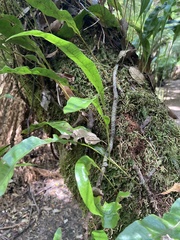 Microsorum pustulatum