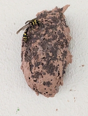 Phimenes arcuatus