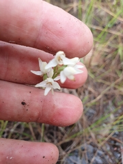 Habenaria rumphii