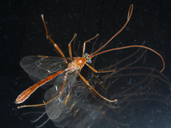 Enicospilus lineolatus