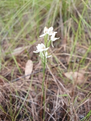 Habenaria rumphii