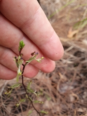 Arthrochilus stenophyllus