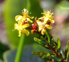 Hypericum cistifolium