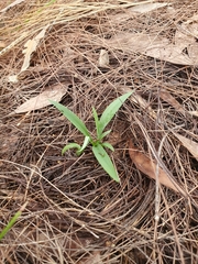 Arthrochilus stenophyllus