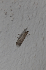 Homoeosoma nebulella