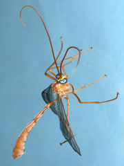 Enicospilus lineolatus