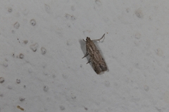 Homoeosoma nebulella