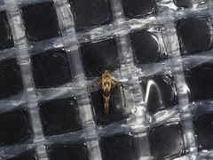 Stathmopoda melanochra