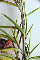 Dillwynia sieberi
