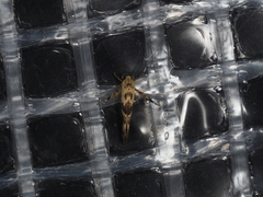 Stathmopoda melanochra