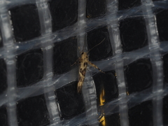Stathmopoda melanochra
