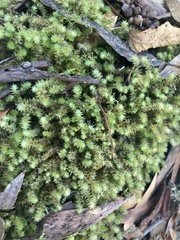 Ptychomnion aciculare