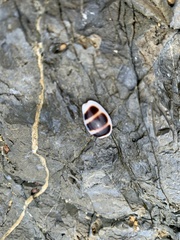 Palmadusta asellus
