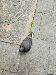 Columba livia domestica