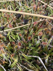 Drosera stenopetala