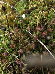 Drosera stenopetala