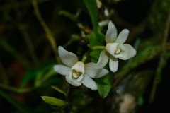 Thrixspermum saruwatarii