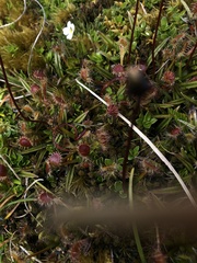 Drosera stenopetala