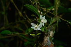 Thrixspermum saruwatarii