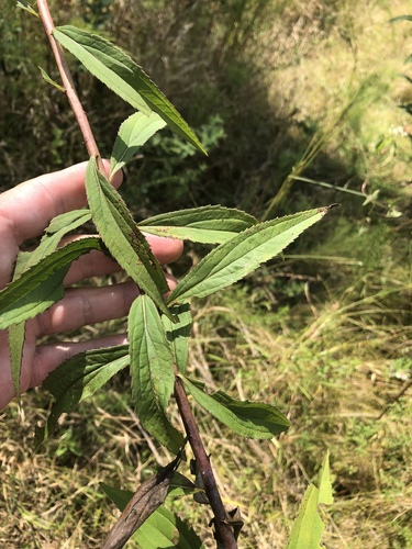 Didžioji rykštenė nuotrauka