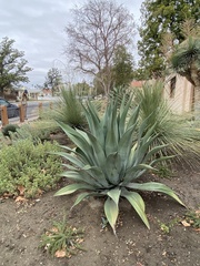 Agave